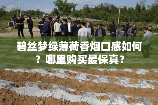 碧丝梦绿薄荷香烟口感如何？哪里购买最保真？